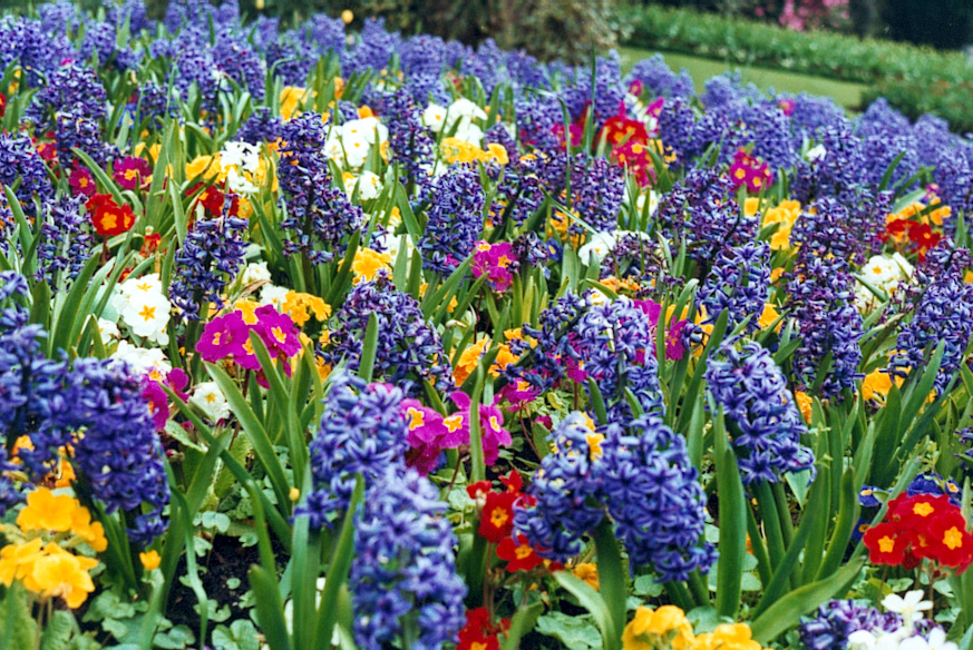 Весенние цветы фото и названия садовые